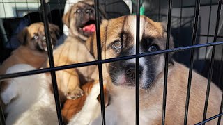 My Rescue Puppies Had To Go To the Vet...