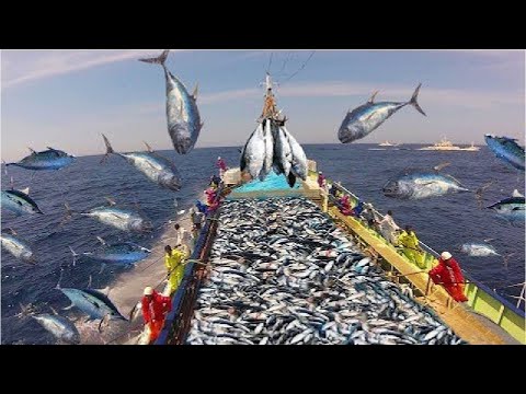 The Most Advance Fast Fishing Tuna With Big Boat Lot Of Live Fish Catching At Sea