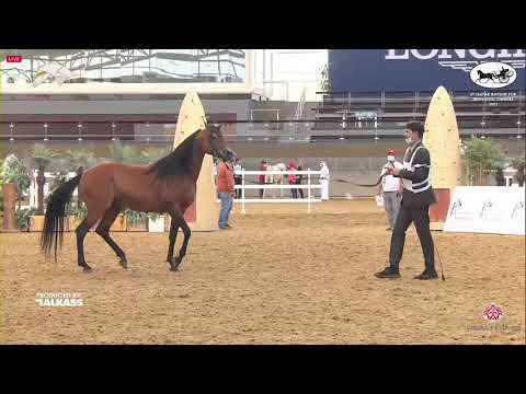 N 179 TAIAR AL SHAQAB   6th Qatar Nat  Arabian Peninsula HS for individual Owners   Stallions 7+ Yea