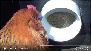 DIY CHEAP EASY BULK CHICKEN FEEDER IN 3 MINUTES -  - Perfectly Every Time!!!!!!