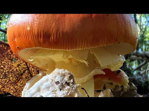 Amanites des Césars,21x,Suisse 2022,#amanita,#amanita caesarea