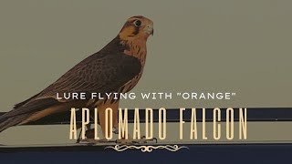 LURE FLYING WITH MY APLOMADO FALCON..