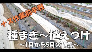 ナス種まきから植えるまで