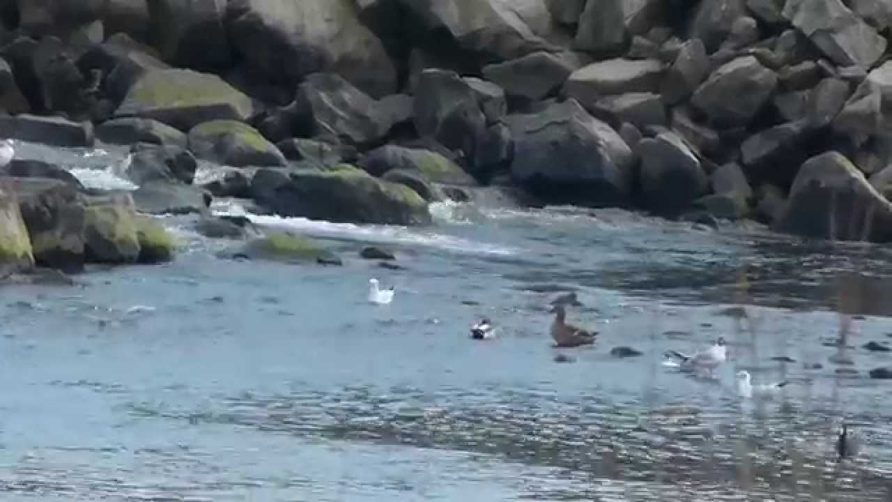 00001.MTS / Lifestyle of waterbirds