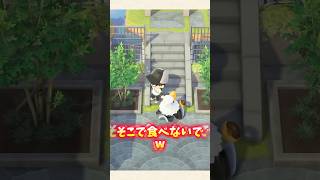 【あつ森】階段でドーナツ食べるアポロ君w【あつまれどうぶつの森】#shorts #あつ森
