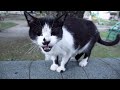 The Little Meow Of A Tuxedo Cat On The Street
