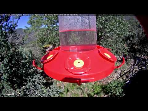 Female Ruby-throated Hummingbird Visits the West Texas Hummingbird Feeder