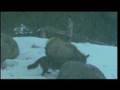 Wolves Hunting Elk In Snow