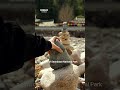 Clip 3