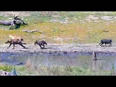3 Hyenas lose standoff with a warthog  11/15/25