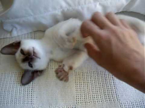 My Siamese Cat, Marty