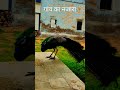 Gaon Ka Najara Bikaner Rajasthan Goodvideo Trending Viral Youtube