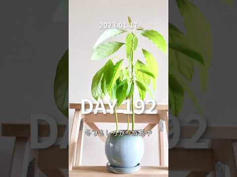 アボカドの木の育て方 穴の準備