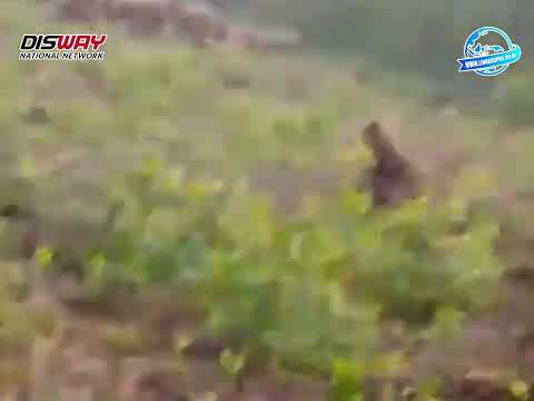 Heboh, Warga Musi Rawas Diteror Gajah