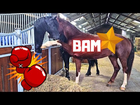 Welcome!! New Horse!!😍 @Stal H What does Rising Star⭐ think about this? | Friesian Horses