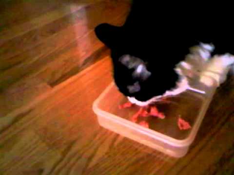 Is it safe for cats to eat raw meat?
