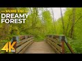 Walking in a Dreamy Forest - Relaxing Forest Walk on a Sunny Day (11 Hours)