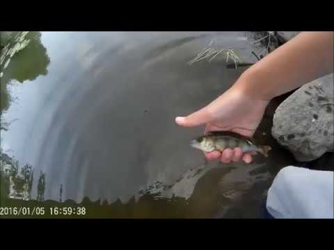 Kesänkalafiilistelyt!!!!!