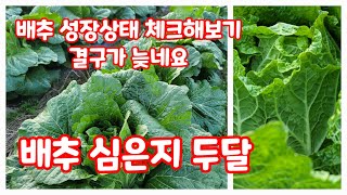 배추심은지 두달 성장상태 결구늦음 가을배추 수확시기 등 체크 [배추재배방법]