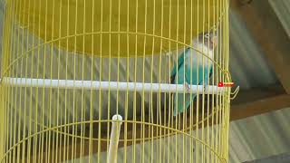 Download lagu Lovebird Paijo masih bisa perdana di latpres Ronggolawe mp3 Download lagu Lovebird Paijo masih bisa perdana di latpres Ronggolawe mp3