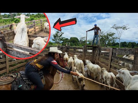 VOLTEI PARA LIDA COM MEU PAI, FOI PISEIRO BRUTO