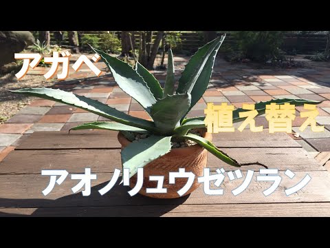 サイザルリュウゼツラン 植物