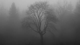 Innocent Son - Adam Colling (Fleet Foxes cover)