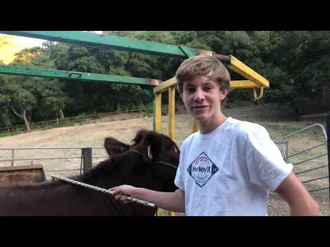 Lucky Clover 4H Beef Presentation 2020