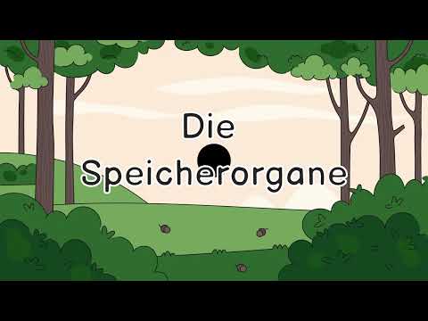 Lernvideo zu den Speicherorganen