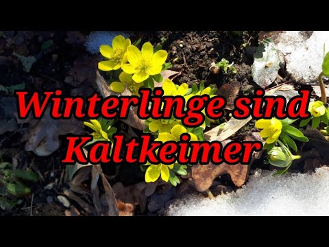 Kaltkeimer, am Winterling von A-Z erklärt. Nur so blühen die Pflanzen.