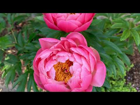 What’s Blooming In Our Gardens #50