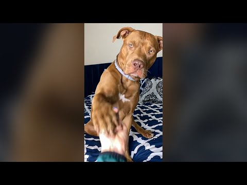 Cute Dog Doesn't Like the Middle Finger - Funny Dog Videos 🐾