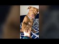 Cute Dog Doesn't Like the Middle Finger - Funny Dog Videos 🐾