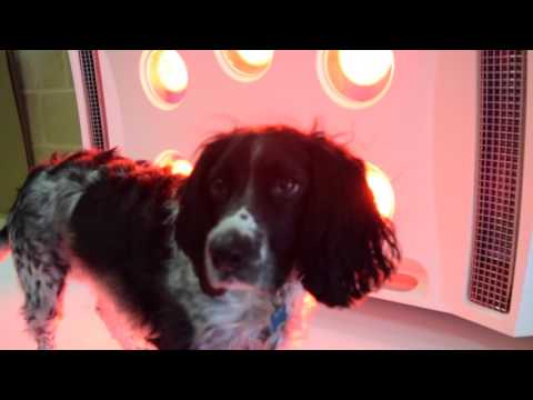 Louis the dog being dryer by a breeze dryer