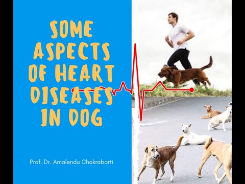 Some Aspects of Heart diseases in Dog
