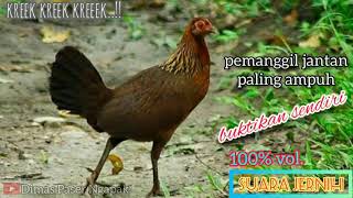Download lagu suara pikat AYAM HUTAN//betina pemanggil jantan mp3