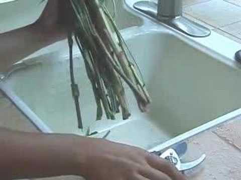 download lagu mp3 mp4 Fresh Flowers By The Stem, download lagu Fresh Flowers By The Stem gratis, unduh video klip Fresh Flowers By The Stem