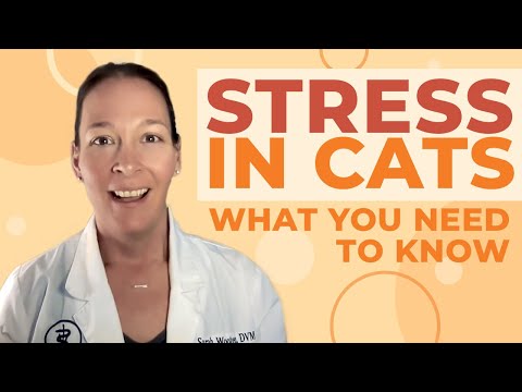 8 Signs Your Cat Might Be Stressed And How to Help