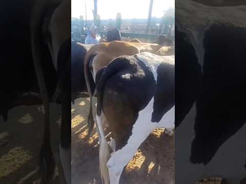 FEIRA DO GADO DE VENTUROSA #gado #pecuarista #youtubeviral #fazenda #agro #agroemfocotvdigital