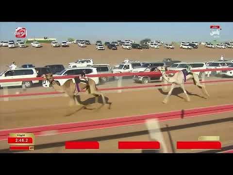 ش 4 (ترسانه) لـ حميد محمد بن عبدالله الخاطري 3:03:79 ، شارة العقود 2026/05/24 السوان