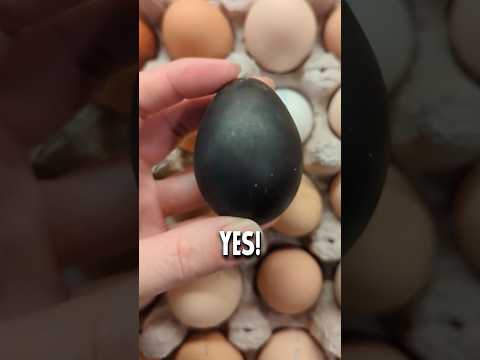 There’s a Black Egg?! 😳