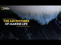 The Adventures of Marine Life | Hostile Planet | Full Episode | S1-E5 | National Geographic