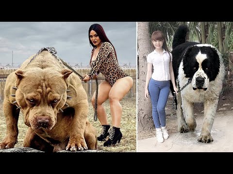 世界で一番強い犬は何ですか?