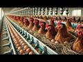 How Chickens Farm Make Million Eggs Inside Modern Chickens Farm Modern Poultry Farm