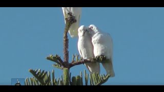 preview picture of video 'Australien : Kangaroo Island - Kingscote'