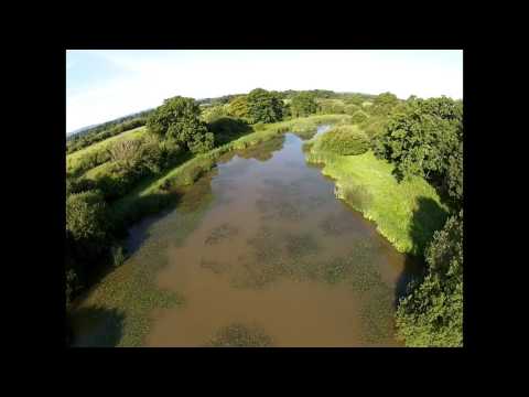 Knepp Wildland Reed Warbler on Hammer Pond