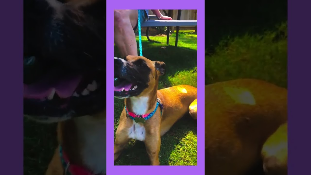 Enlarge Nora, a Adoptable mixed breed in Kennesaw, GA video 6/6
