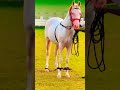 SA Horses Sultan Ul Ashiqeen Horses Horse Chan Shorts Sultanulashiqeenshorts Horses