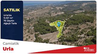 Startkey Zeta 2 - URLA CAMİATİK’TE SATILIK 11.157 m² ZEYTİNLİK