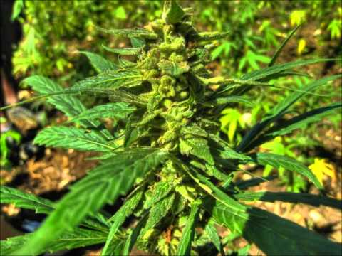 tebreksi kakav je to rep (serbian rap)